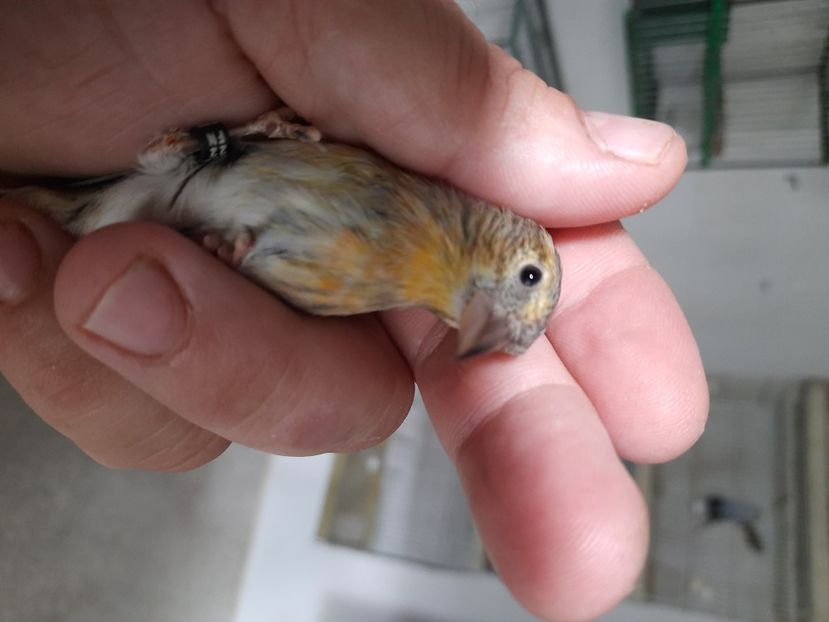  - Bastard scatiu 2022