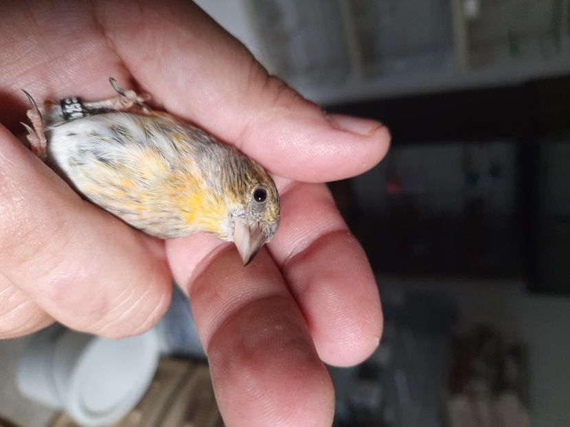  - Bastard scatiu 2022