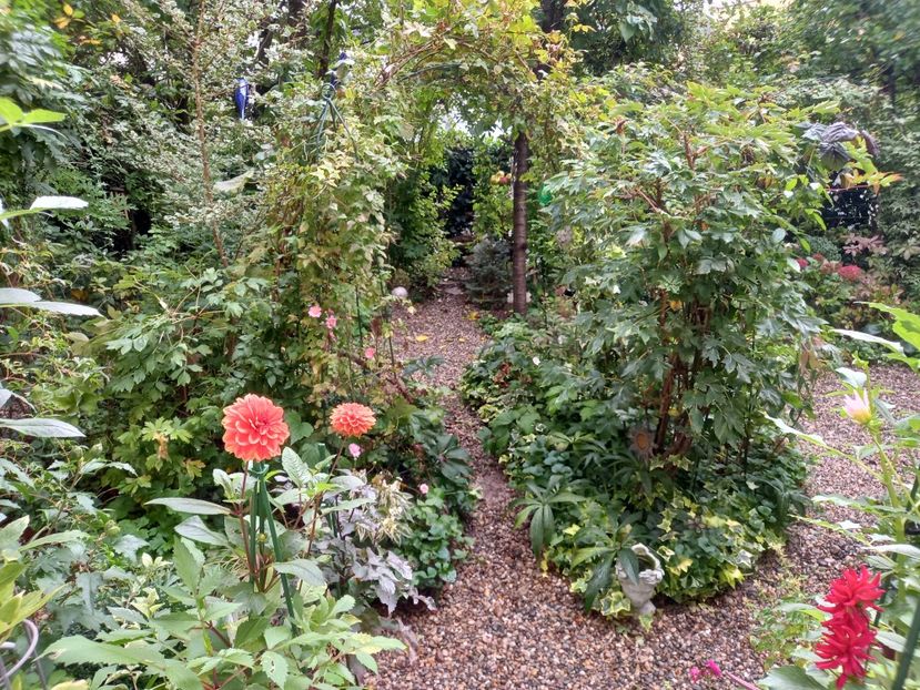  - Grădina 2022 continuare 3