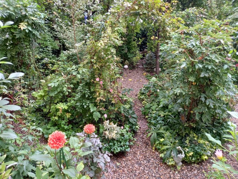  - Grădina 2022 continuare 3