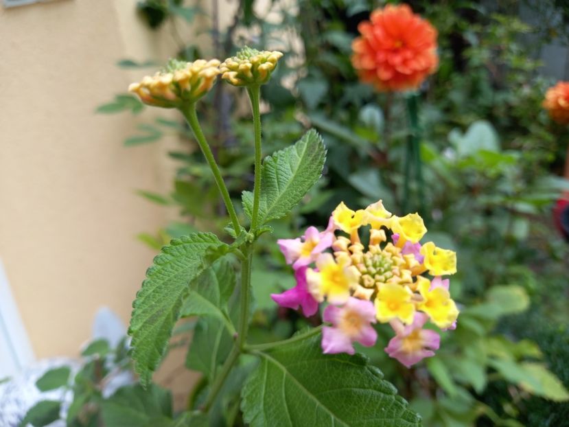 Lantana, 02.10.2022 - Grădina 2022 continuare 3