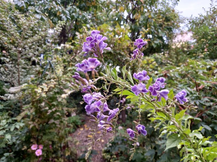 Duranta - Grădina 2022 continuare 3