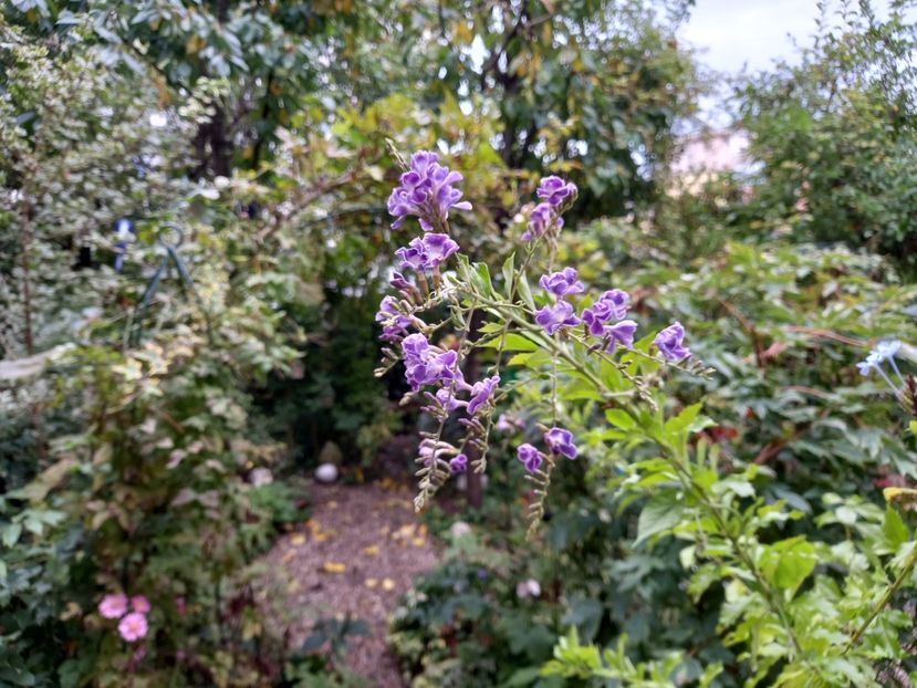  - Grădina 2022 continuare 3