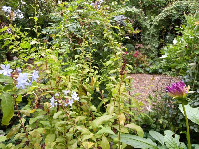 Plumbago - Grădina 2022 continuare 3