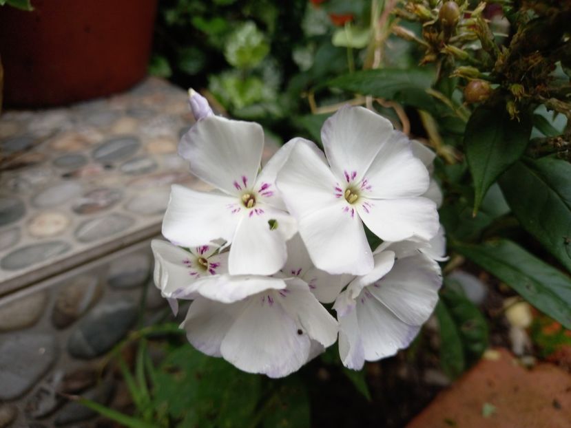 Phlox paniculata "Flame Light Blue" - Grădina 2022 continuare 3
