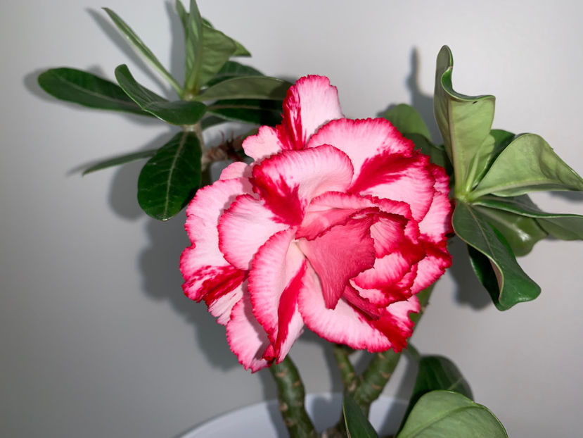  - Plante de interior 2022