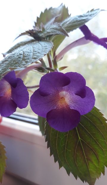  - 0001 2022 - BriD s AMATA