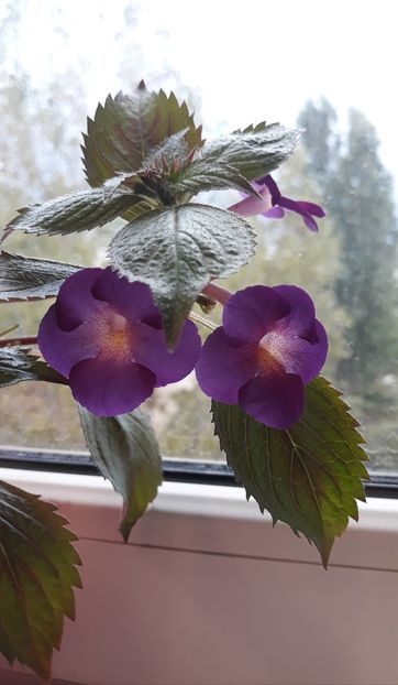  - 0001 2022 - BriD s AMATA