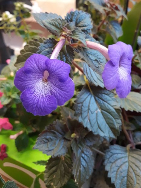  - P22 - AnYa s GOSSAMER