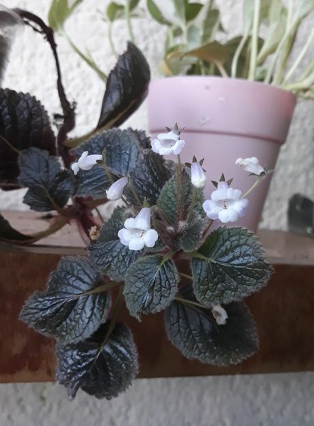  - 0001 2022 - Cathy eucodonia