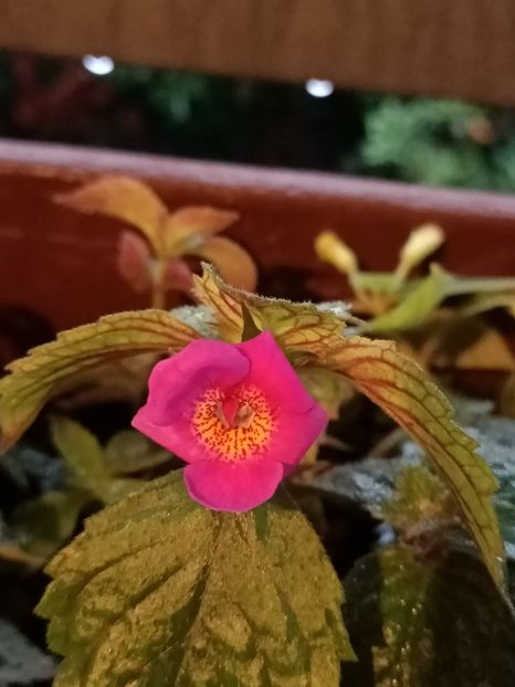 Img.2022.10.02 - Nu știu