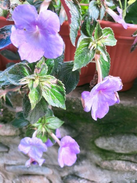 IMG20221003123321 - Septembrie 2022 vol 2