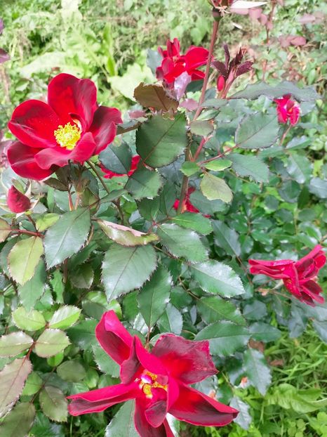 IMG20221003123049 - Septembrie 2022 vol 2