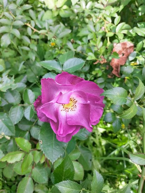 IMG20221003123037 - Septembrie 2022 vol 2