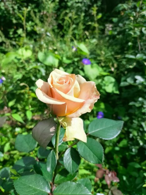 IMG20221003122959 - Septembrie 2022 vol 2