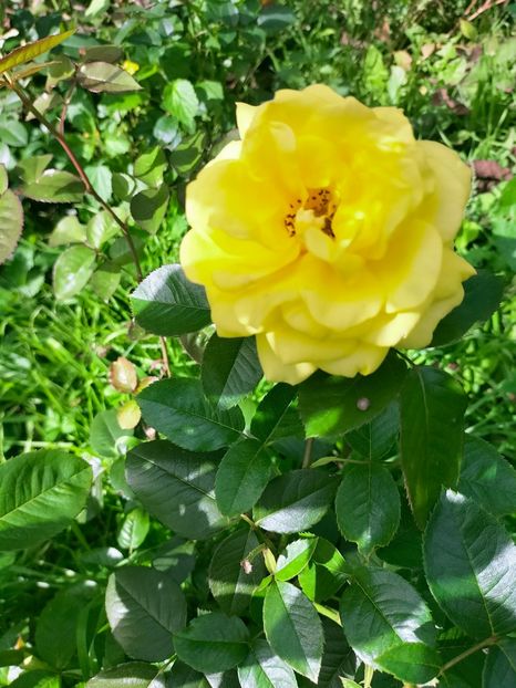 IMG20221003122935 - Septembrie 2022 vol 2