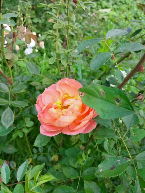 IMG20221003122734 - Septembrie 2022 vol 2