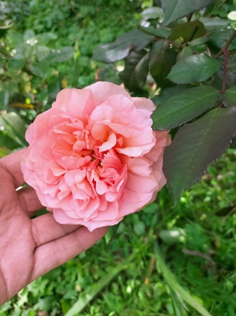 IMG20221003122615 - Septembrie 2022 vol 2