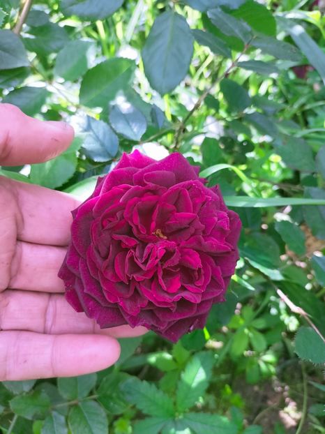 IMG20221003122500 - Septembrie 2022 vol 2