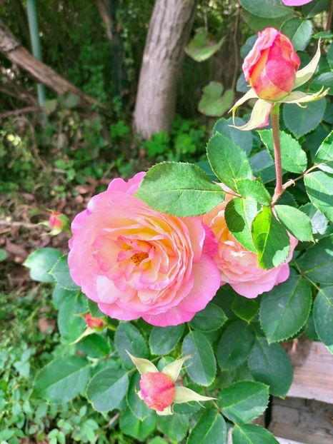 IMG20221003122420 - Septembrie 2022 vol 2