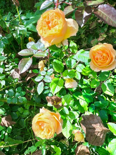 IMG20221003122412 - Septembrie 2022 vol 2