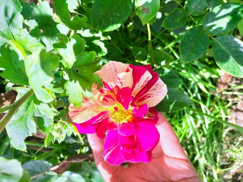 IMG20221003122408 - Septembrie 2022 vol 2