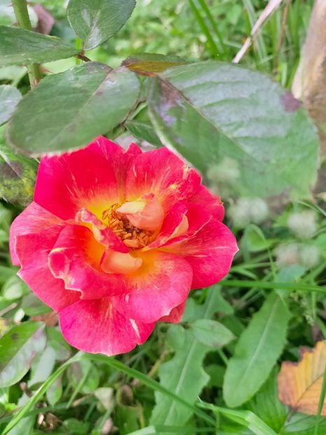 IMG20221003122340 - Septembrie 2022 vol 2