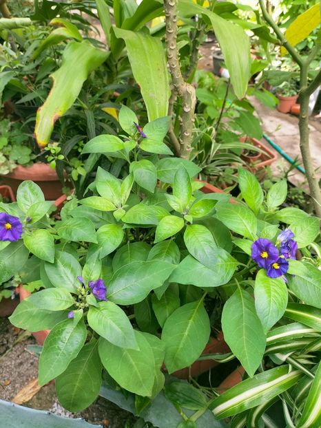 IMG20221003122044 - Septembrie 2022 vol 2