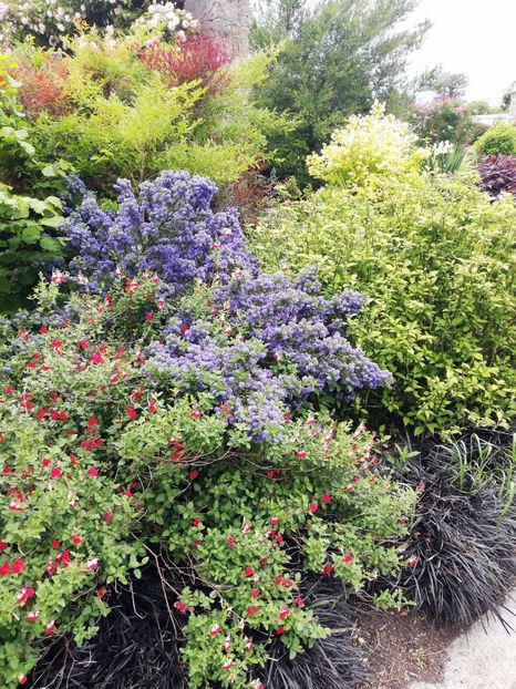  - 2022 Gradina botanica Dublin