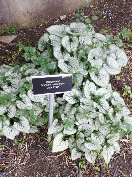  - 2022 Gradina botanica Dublin