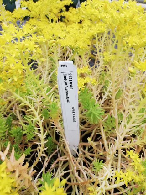  - 2022 Gradina botanica Dublin