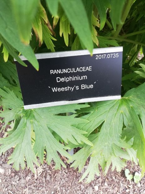  - 2022 Gradina botanica Dublin