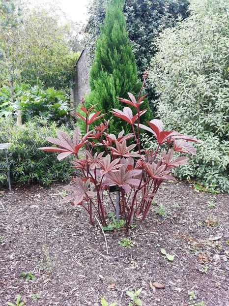  - 2022 Gradina botanica Dublin