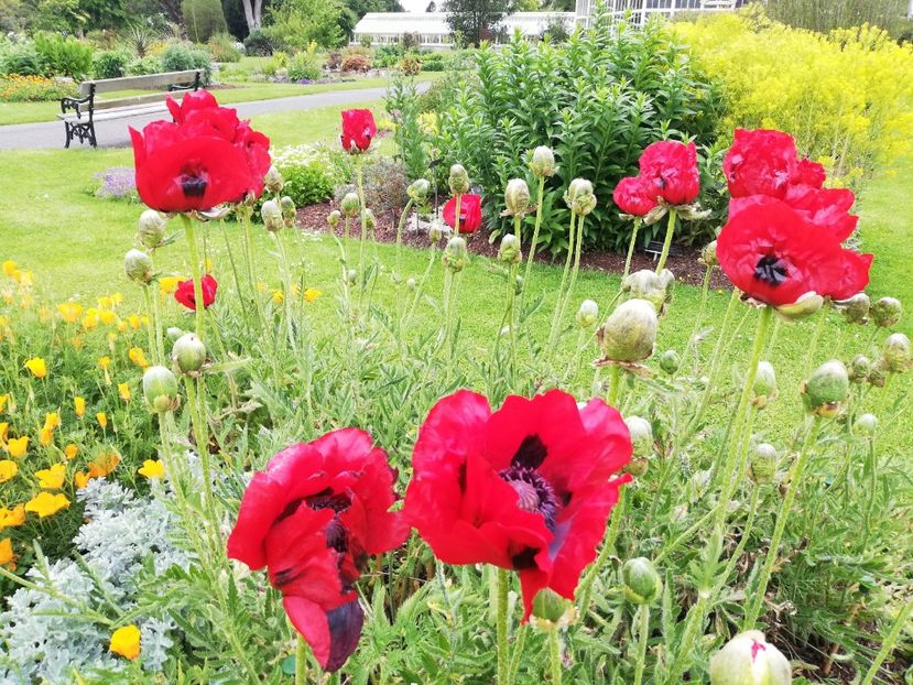  - 2022 Gradina botanica Dublin