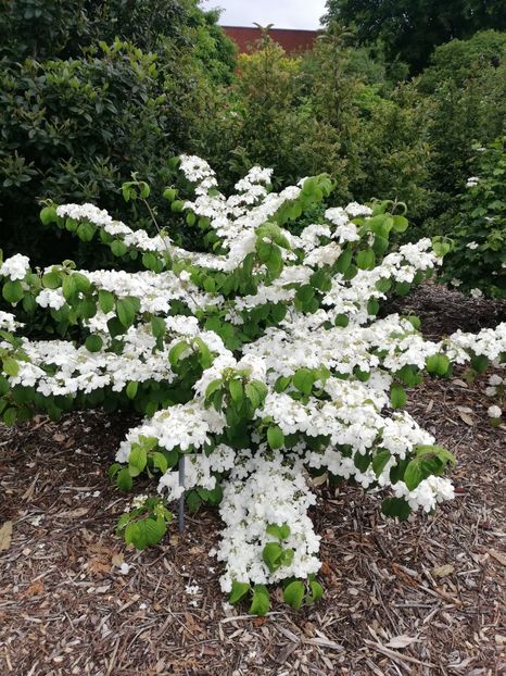  - 2022 Gradina botanica Dublin