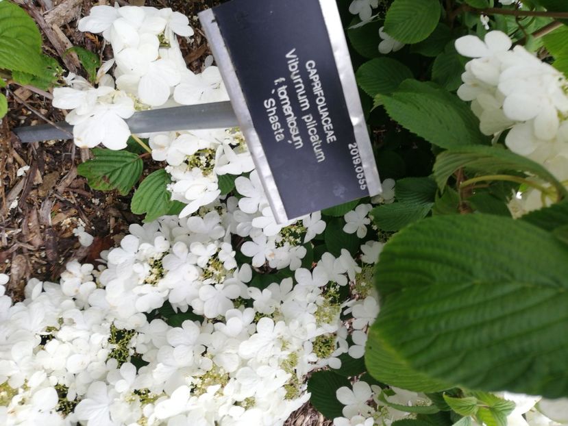  - 2022 Gradina botanica Dublin