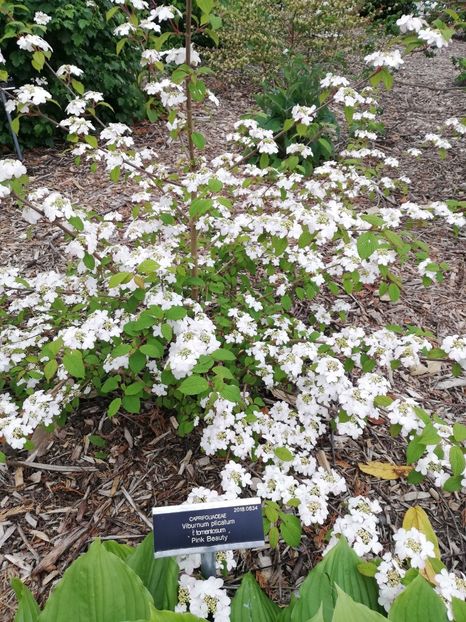  - 2022 Gradina botanica Dublin