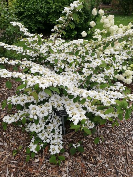  - 2022 Gradina botanica Dublin