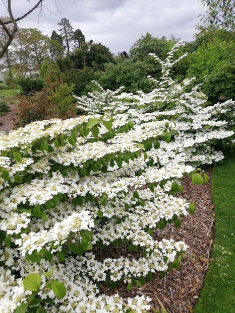  - 2022 Gradina botanica Dublin