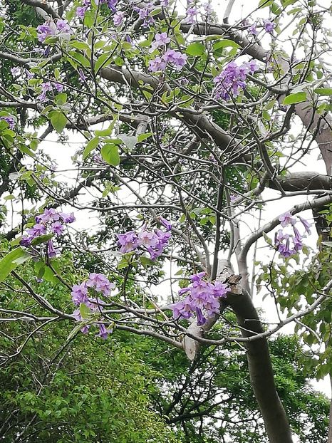  - 2022 Gradina botanica Dublin