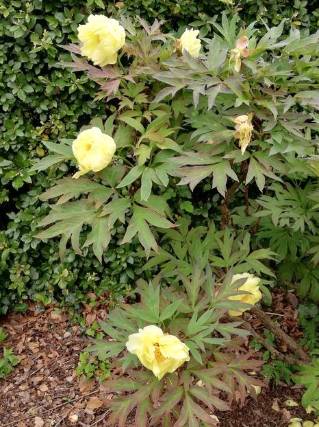  - 2022 Gradina botanica Dublin