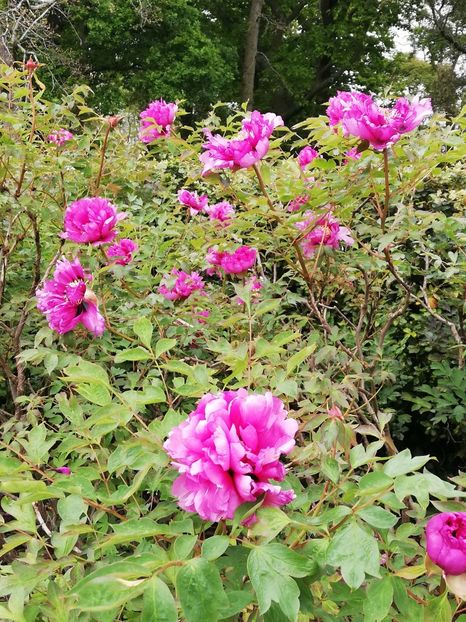  - 2022 Gradina botanica Dublin