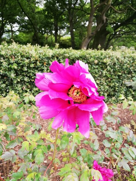  - 2022 Gradina botanica Dublin