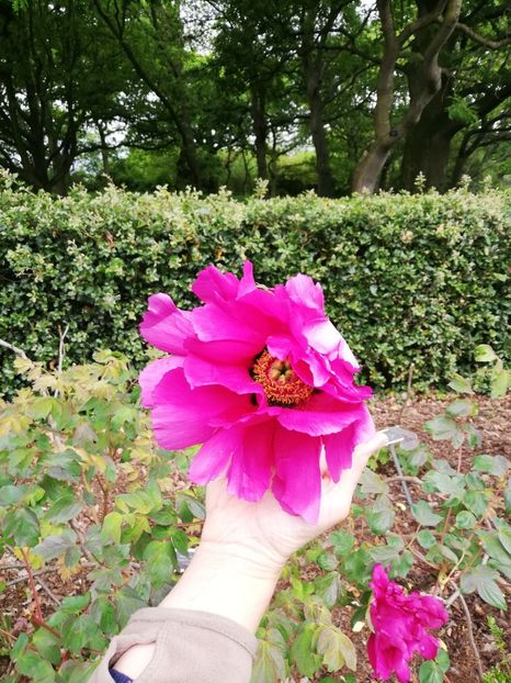  - 2022 Gradina botanica Dublin