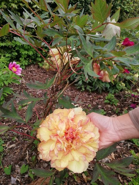  - 2022 Gradina botanica Dublin