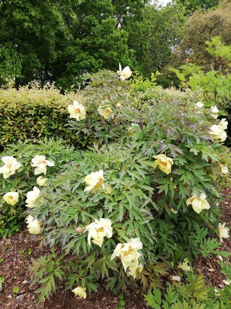  - 2022 Gradina botanica Dublin