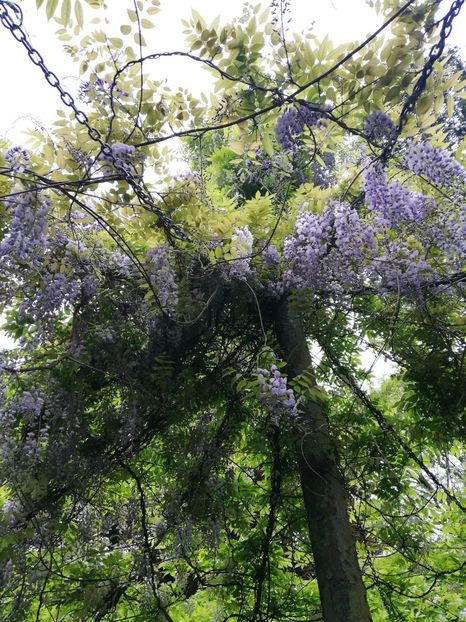  - 2022 Gradina botanica Dublin