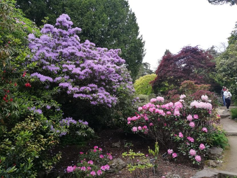  - 2022 Gradina botanica Dublin