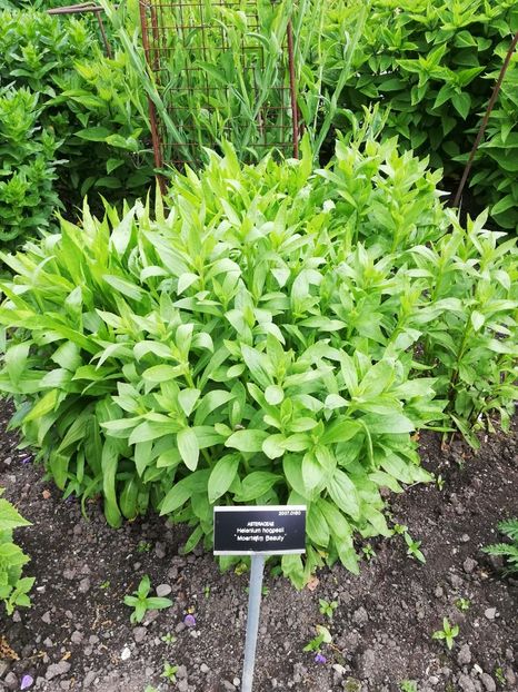  - 2022 Gradina botanica Dublin