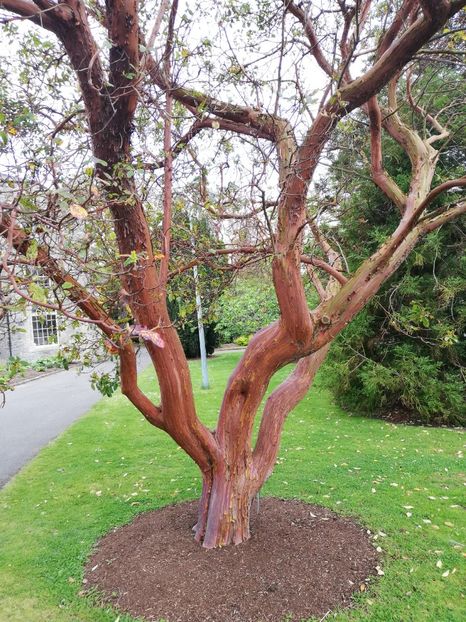  - 2022 Gradina botanica Dublin